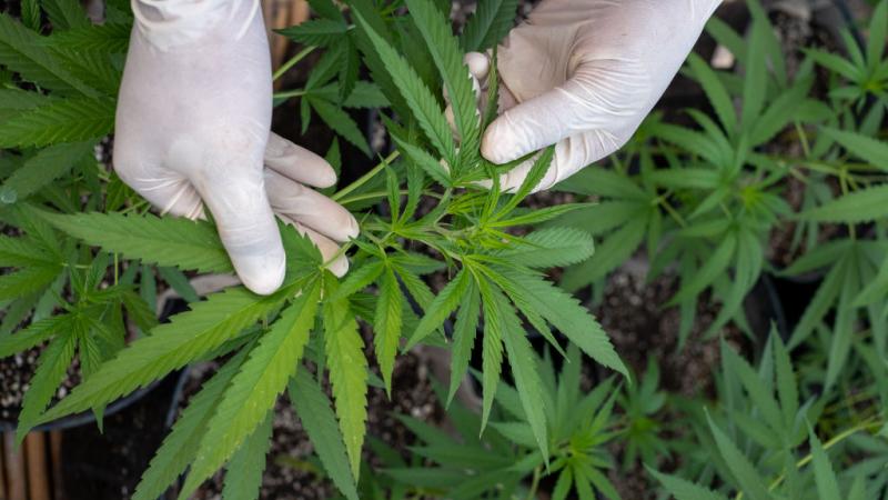 Marijuana